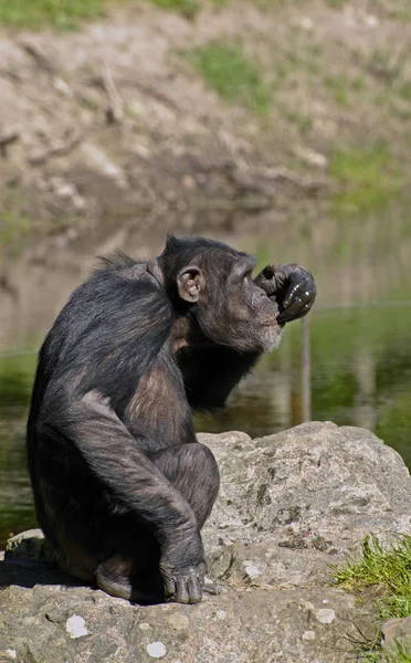 動物園での動物の閉鎖 — ストック写真