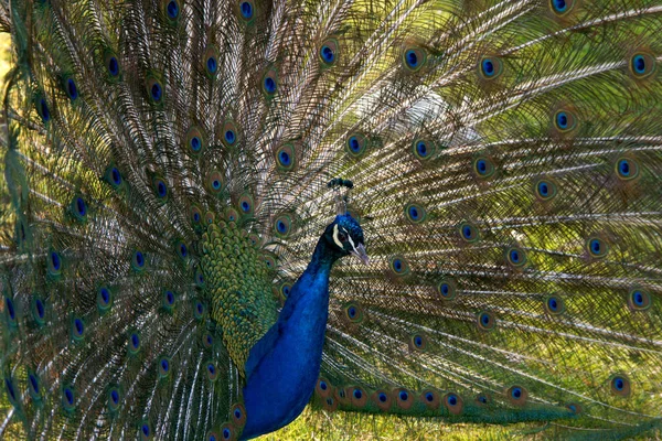 Scenic View Peacock Bird Wild Life — Stock Photo, Image