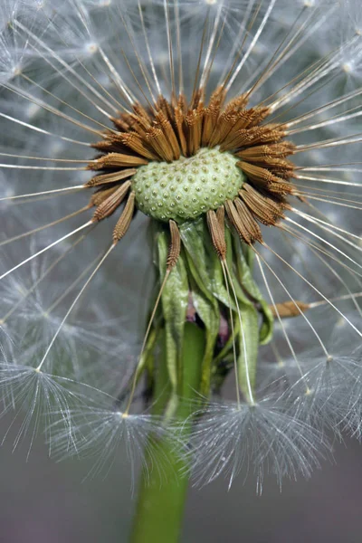 Vacker Utsikt Över Naturliga Maskros Blomma — Stockfoto