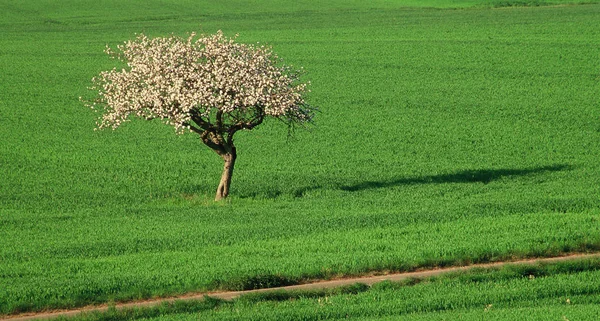 Apfelbaum Auf Feld — Stockfoto