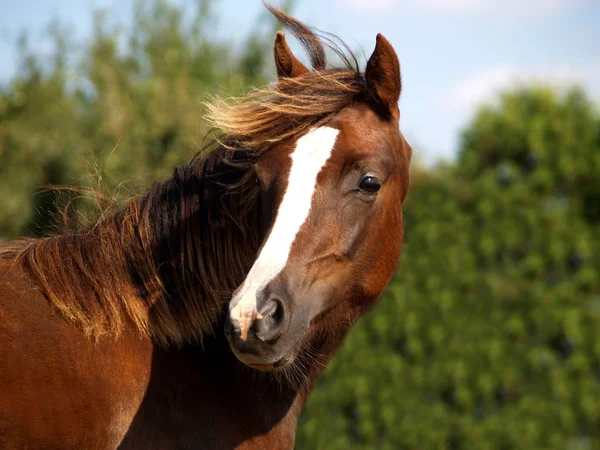 Paarden Overdag Buiten — Stockfoto