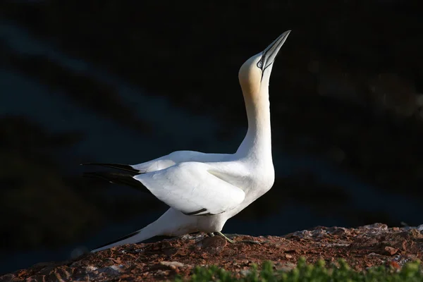 Scenic View Gannets Birds Nature — Stock Photo, Image