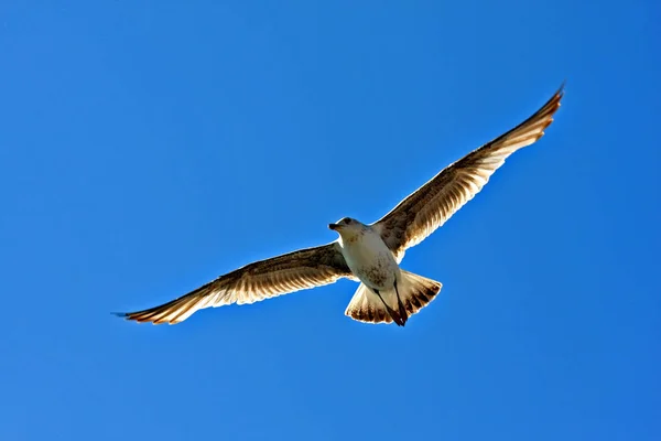 Vue Panoramique Bel Oiseau Nature — Photo