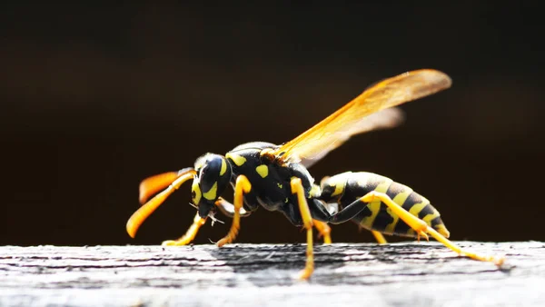 Nahaufnahme Von Käfer Der Natur — Stockfoto