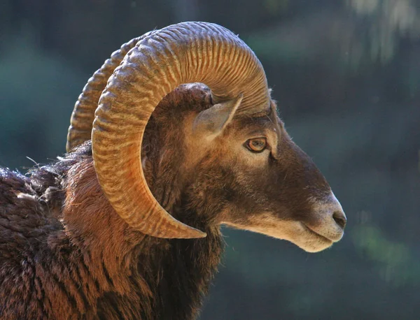 Animales Diferentes Enfoque Selectivo —  Fotos de Stock