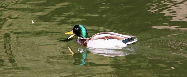 Schilderachtig Uitzicht Prachtige Vogel Natuur — Stockfoto