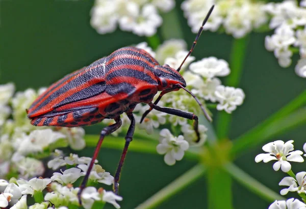 Close Bug Natureza Selvagem — Fotografia de Stock