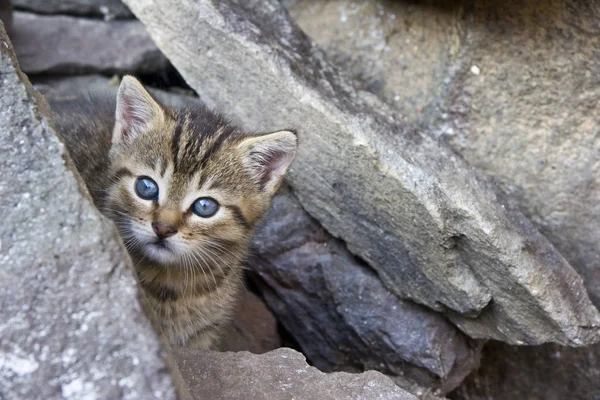 Маленький Кот Голубыми Глазами — стоковое фото