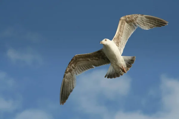 Malerischer Blick Auf Schöne Süße Möwe Vogel — Stockfoto