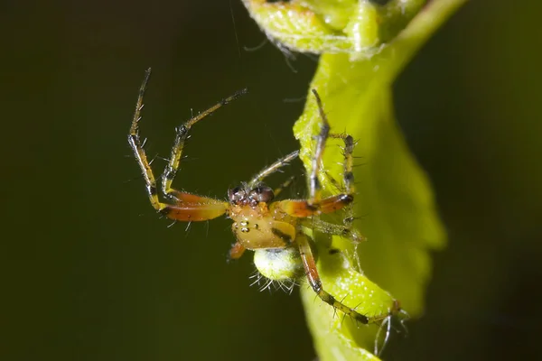 Insecte Araignée Animal Effrayant — Photo