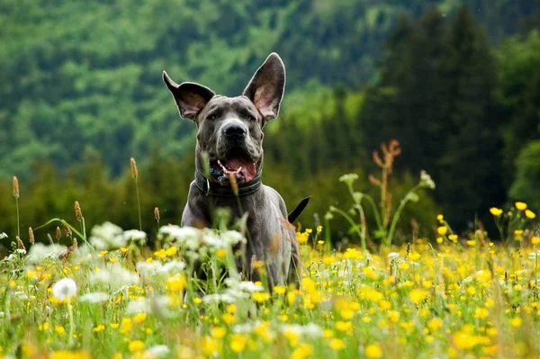German Mastiff Flower Meadow — Stock Photo, Image