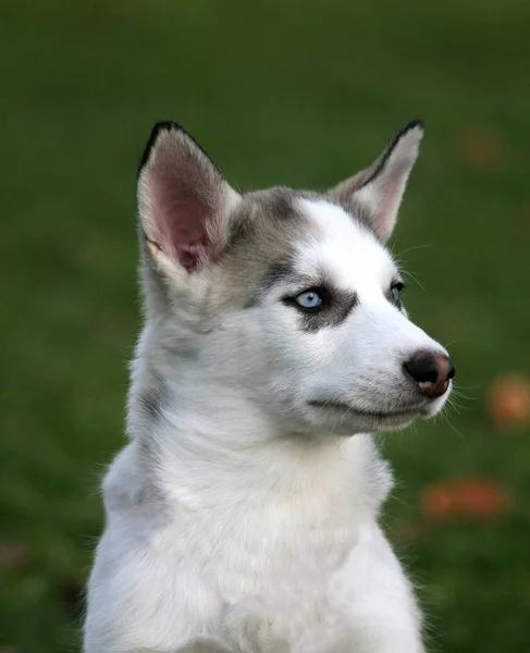 Husky Pies Zwierzę Domowe — Zdjęcie stockowe