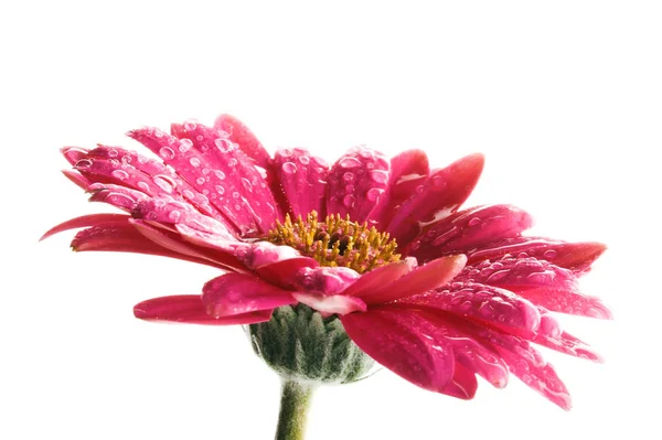 Gerbera Flor Verão Pétalas Florais — Fotografia de Stock