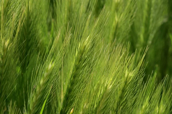 Agricultura Campo Con Cultivo Trigo —  Fotos de Stock