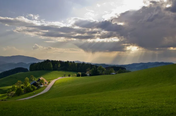 Flora Des Wilden Waldes Bei Tag — Stockfoto