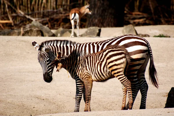 Scenic View Fauna Flora Savannah — Stock Photo, Image