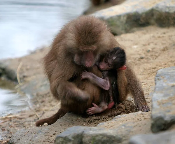 사바나의 동식물의 — 스톡 사진