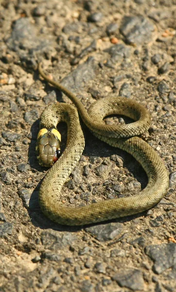 Snake Wildlife Animal Predator — Stock Photo, Image