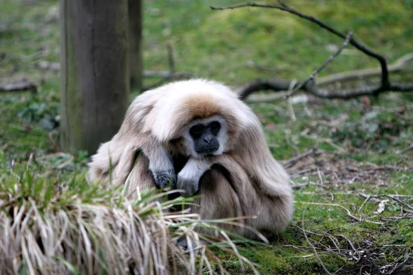 Landschappelijk Uitzicht Fauna Flora Van Savannah — Stockfoto