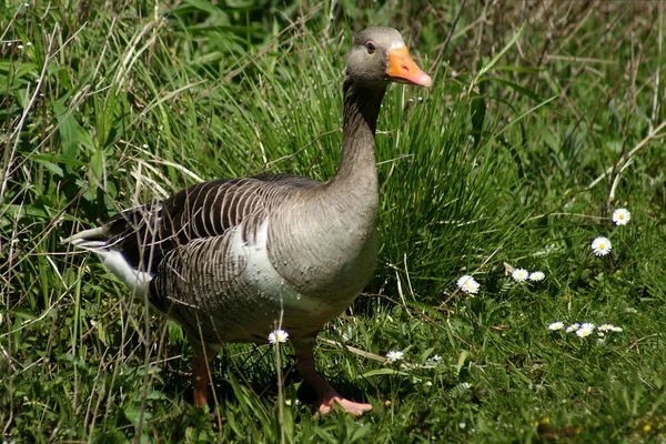 Scenic View Goose Bird Nature — Stock Photo, Image