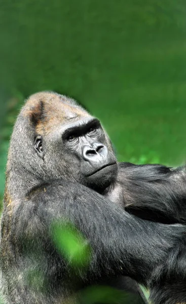 Animales Garganta Monos Simios Fauna — Foto de Stock