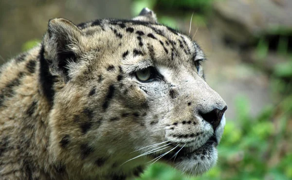 Gato Cheetah Animal Leopardo — Foto de Stock