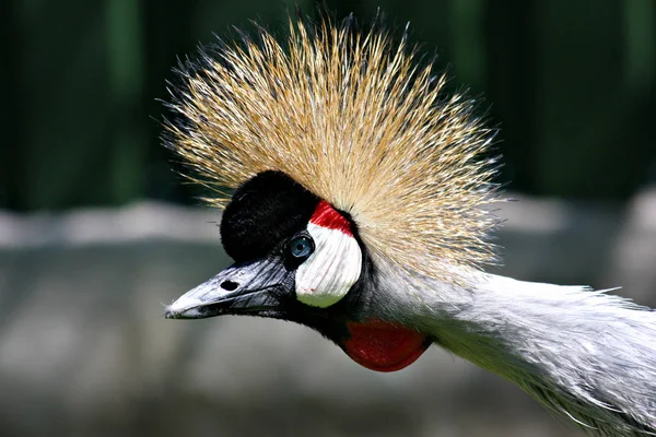 Schilderachtig Uitzicht Prachtige Vogel Natuur — Stockfoto