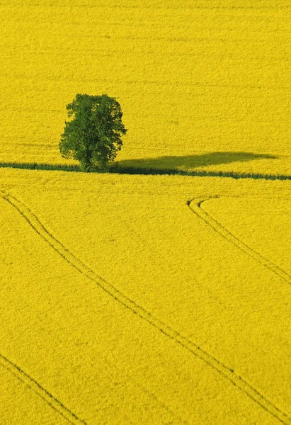 Pitoresca Vista Paisagem Rural — Fotografia de Stock