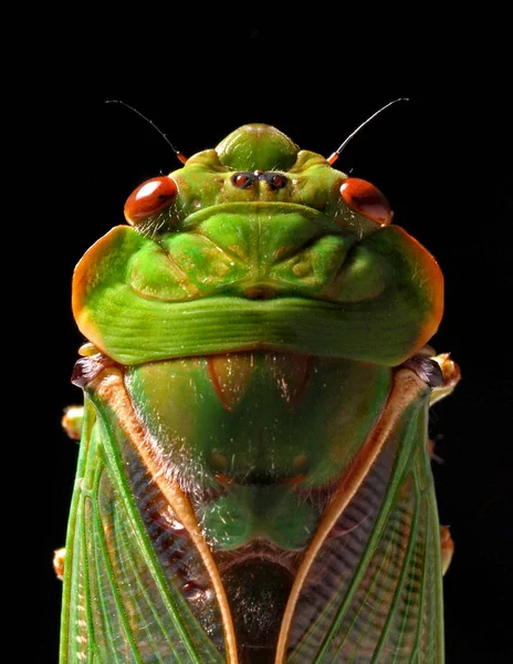 Closeup Bug Wild Nature — Stock Photo, Image