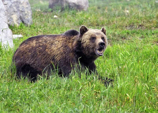 Kanadai Grizzly Medve Mentes Vad — Stock Fotó