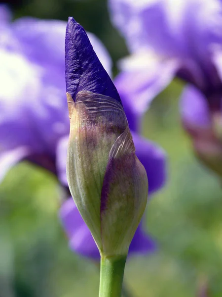 Γραφική Θέα Της Όμορφης Ίριδας Λουλούδι — Φωτογραφία Αρχείου