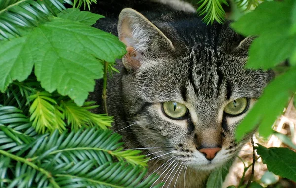 Gato Juguetón Divertido Animal Mascota Concepto — Foto de Stock