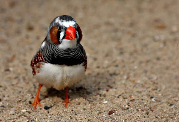 美しいフィンチ鳥の景色 — ストック写真