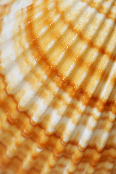 Морские Ракушки Морская Раковина — стоковое фото