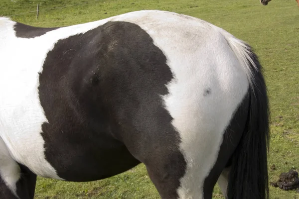 Animali Cavallo Razza Pura Sul Campo — Foto Stock