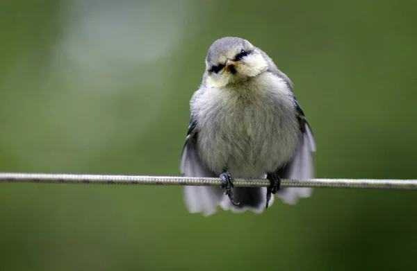 Scenic View Beautiful Blue Tit Nature — 스톡 사진