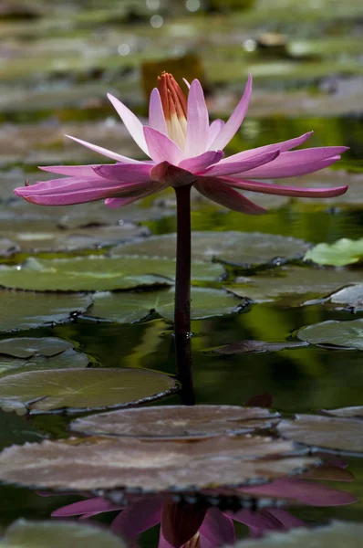 水百合花瓣 池塘植物 — 图库照片