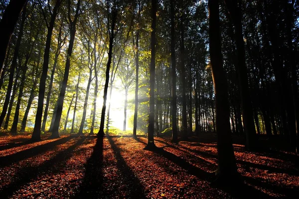 Travi Luce Riversano Tra Gli Alberi — Foto Stock