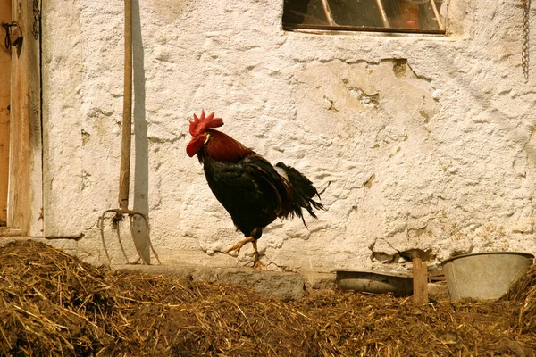 Galo Fazenda — Fotografia de Stock