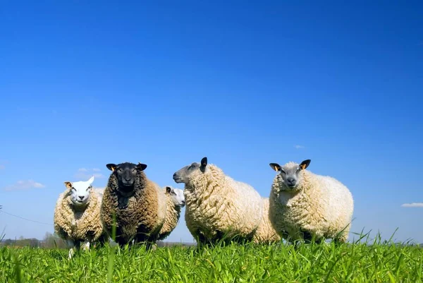 Schafe Auf Gras Schauen Die Linse — Stockfoto