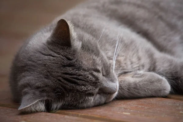 Porträtt Söt Katt — Stockfoto