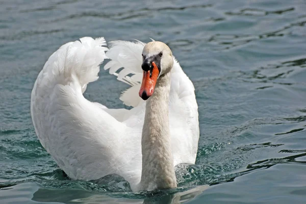 Vista Panorâmica Cisne Majestoso Natureza — Fotografia de Stock