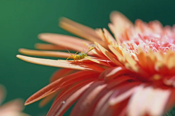 Schöne Blumen Blumiges Konzept Hintergrund — Stockfoto