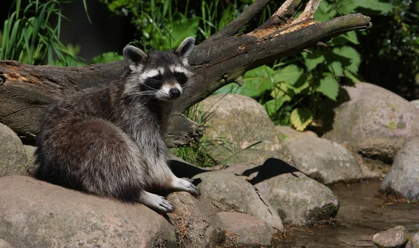 Encerramento Animais Jardim Zoológico — Fotografia de Stock