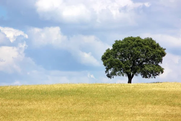 Osamělý Strom Žlutém Poli — Stock fotografie