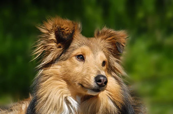 Animales Jóvenes Enfoque Selectivo — Foto de Stock