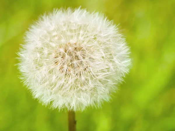 Belle Vue Sur Fleur Naturelle Pissenlit — Photo