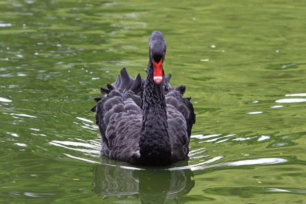 Vista Panorámica Del Majestuoso Cisne Naturaleza — Foto de Stock