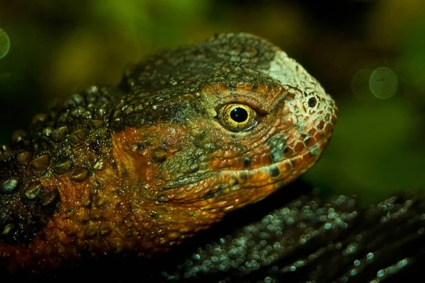 Zblízka Ještěrka Biotopu Koncept Divokosti — Stock fotografie