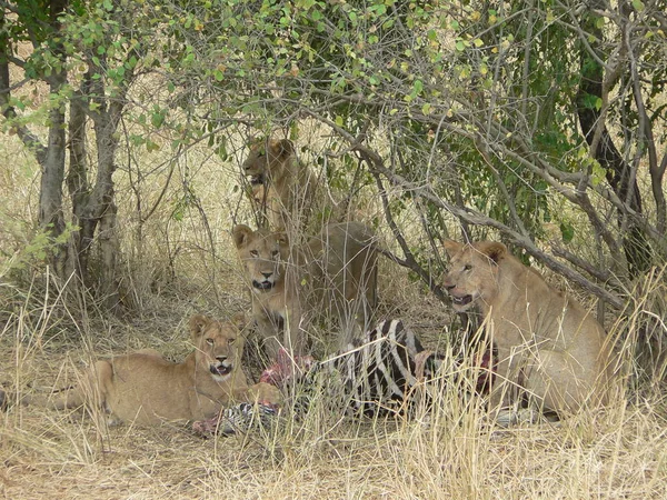 Οικογένεια Λιονταριών Στο Φυσικό Περιβάλλον — Φωτογραφία Αρχείου